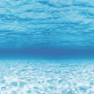 sea scene display roll